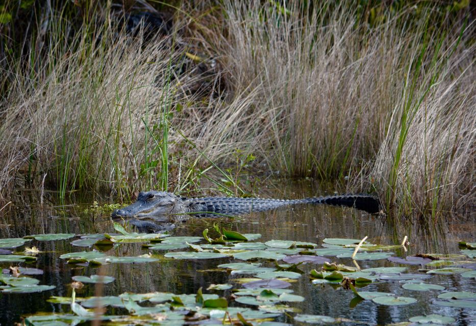 Miami: Everglades River of Grass Small Airboat Wildlife Tour - Equipment and Inclusions