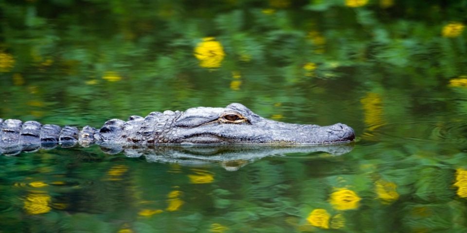Miami: Small Group Everglades Express Tour With Airboat Ride - Customer Reviews
