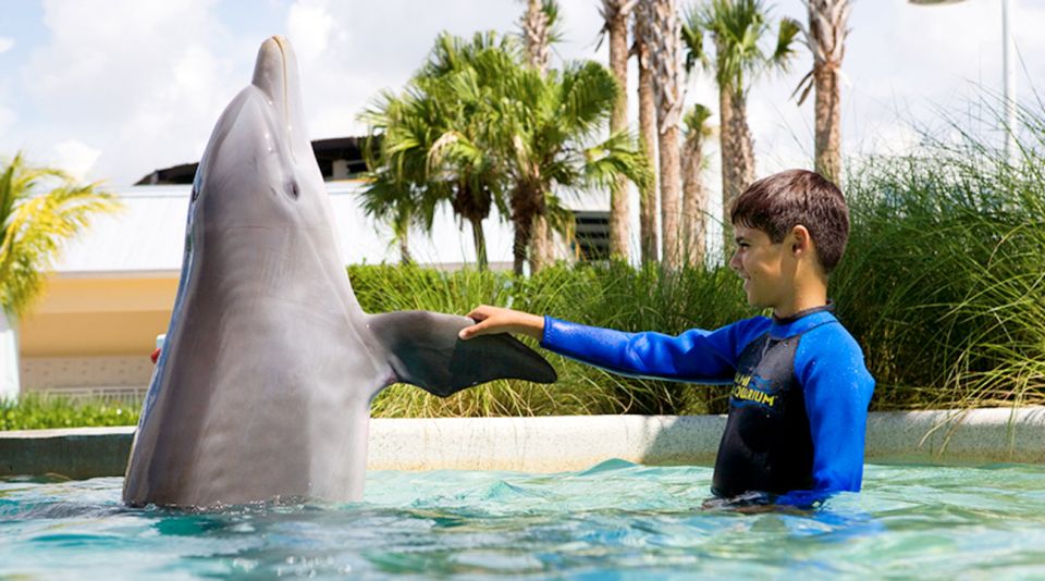 Miami: Swim With Dolphins Experience With Seaquarium Entry - Customer Reviews and Ratings