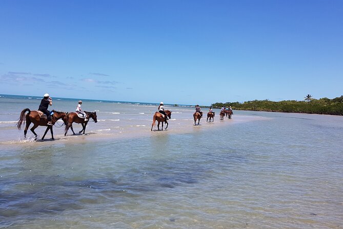 Mid-Morning Beach Horse Ride in Cape Tribulation - End Point and Wrap-Up