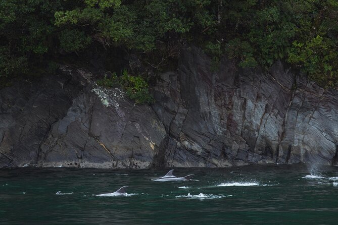 Milford Sound Cruise - Logistics