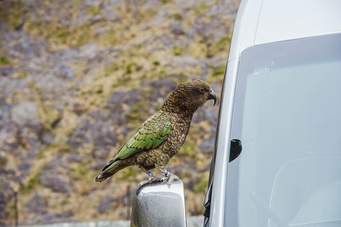 Milford Sound Small Group Tour From Queenstown With Scenic Flight - Traveler Experience