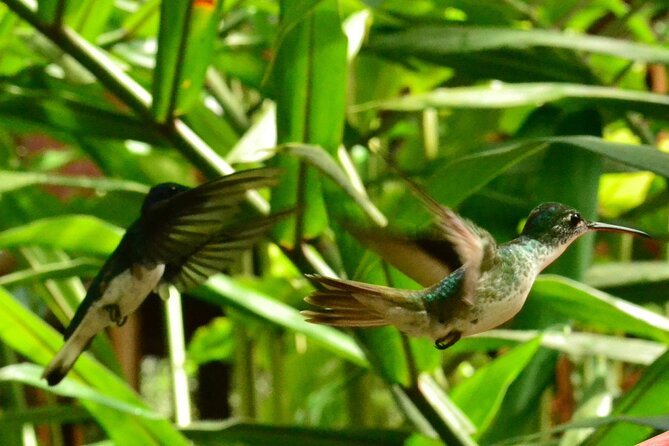 Mindo Cloud Forest Full Day Tour From Quito - Lunch Inclusion