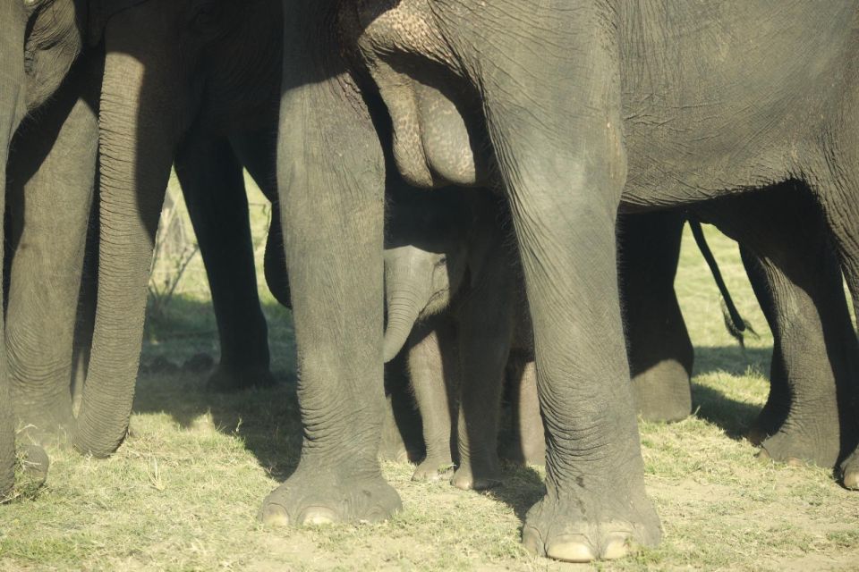 Minneriya Elephant Gathering Safari - Safety Measures