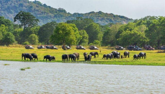 Minneriya: Minneriya National Park Private Safari - Park Information