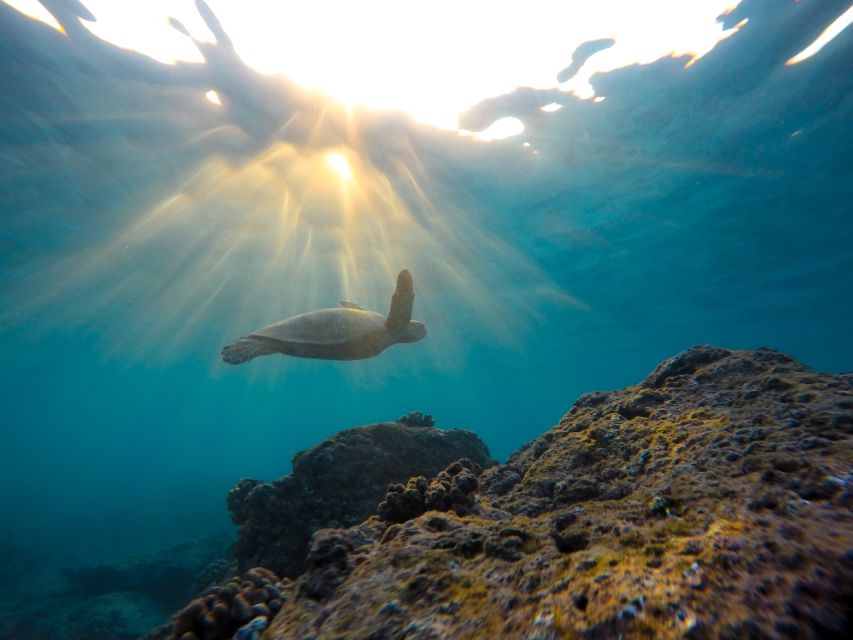Mirissa: Snorkeling Experience With Turtles - Customer Feedback