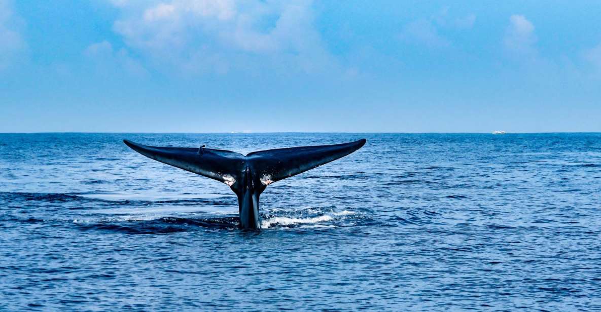 Mirissa Whale Watching Tour With Free Breakfast Onboard - Additional Tour Information