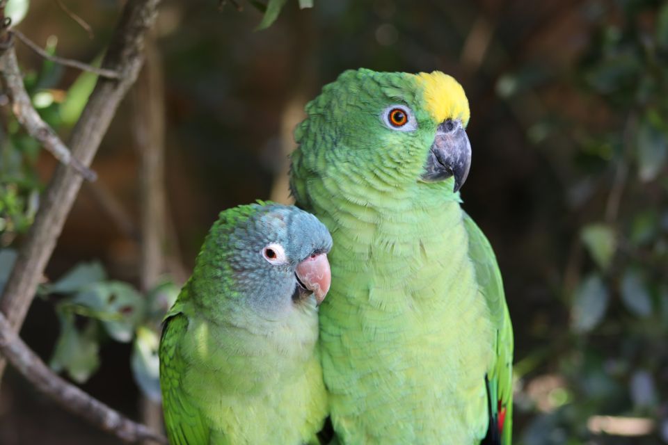 Monkeyland, Birds of Eden, Jukani - Animal Sanctuaries - Reservations and Gift Options