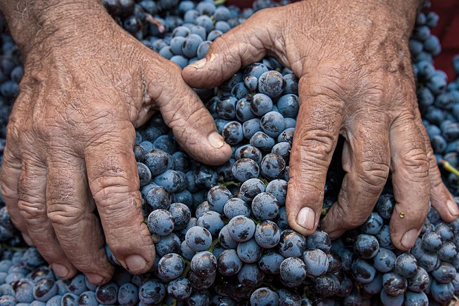 Montalcino: Brunello Wine Tasting Experience - Additional Information