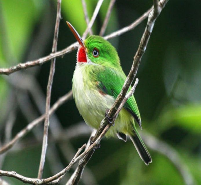 Montego Bay: Private Rocklands Bird Sanctuary Trip - Common questions