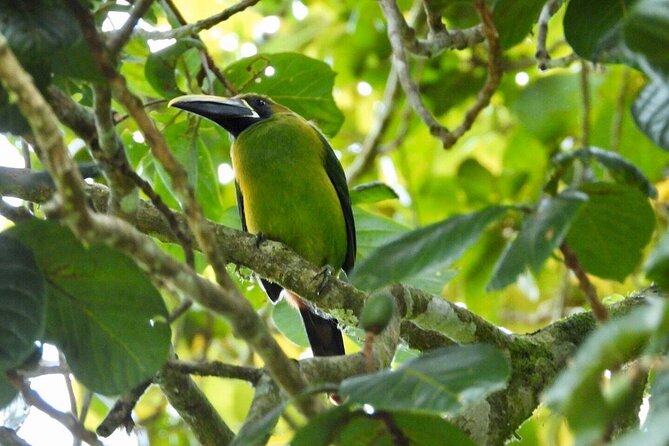 Monteverde Cloud Forest Reserve Morning Walk -Monteverde Wild- - Last Words