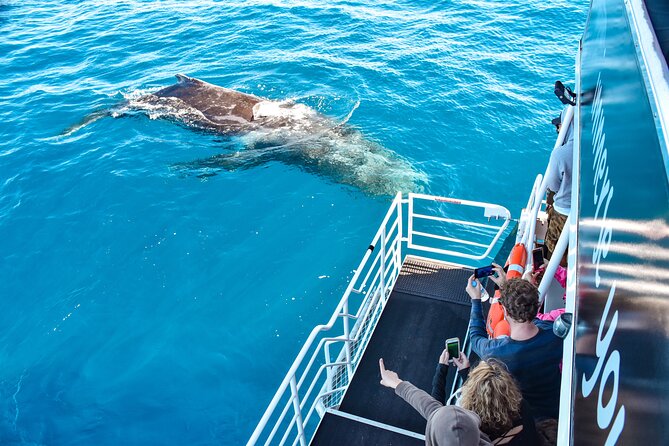 Mooloolaba Whale Watching Cruise - Explore Inclusions and Add-Ons