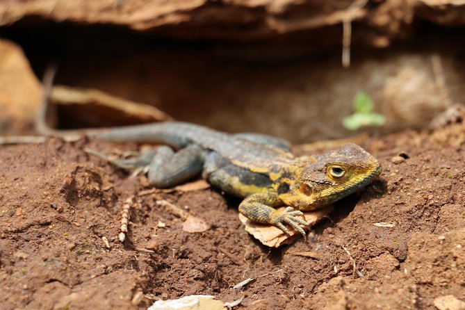 Morialta Wilderness and Wildlife Hike - Cultural Insights