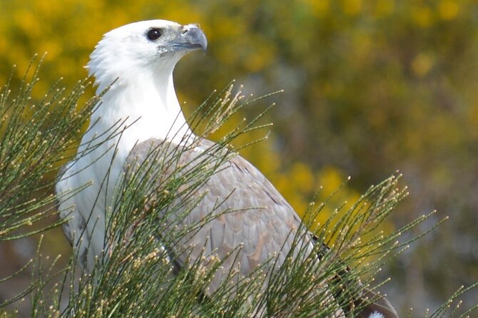 Morning Cruise on the Murchison River in Kalbarri (April to Nov) - Wildlife Spotting Opportunities