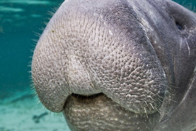 Morning Swim and Snorkel With Manatees-Guided Crystal River Tour - Preparation and Arrival