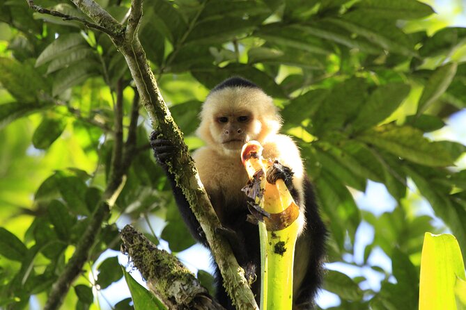 Morning Volcano Hike and Mistico Hanging Bridges - Traveler Tips and Reviews