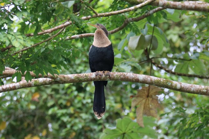 Morning Wildlife-Spotting River Float Beneath Arenal Volcano (Mar ) - Additional Information