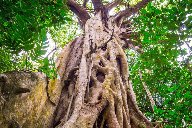 Mossman Gorge Adventure Day - Additional Details