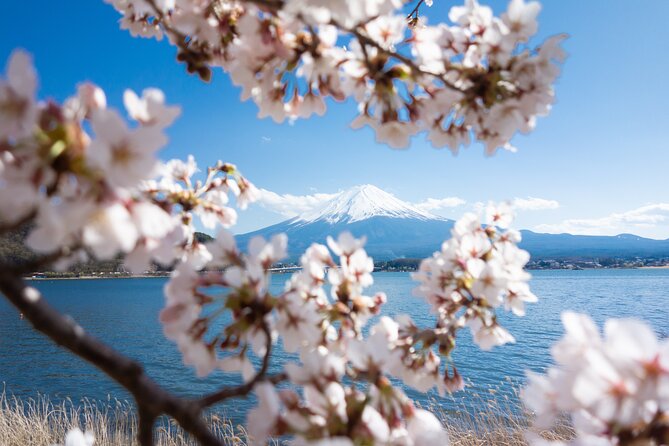Mt. Fuji Cherry Blossom One Day Tour From Tokyo - What to Bring