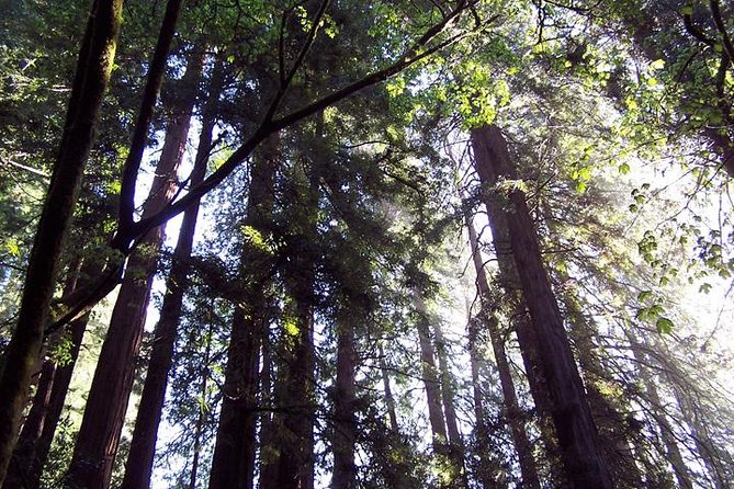 Muir Woods Tour of California Coastal Redwoods (Entrance Fee Included) - Additional Information and Logistics