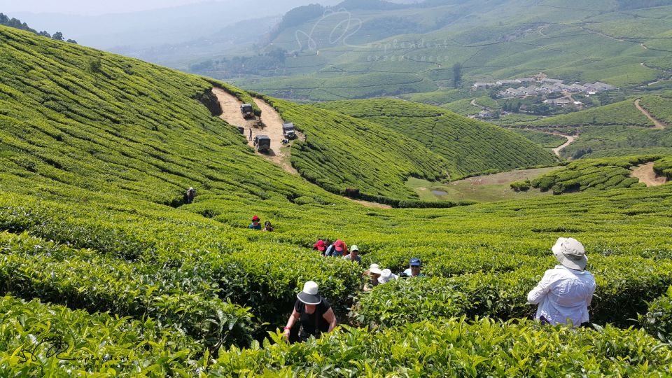 Munnar Private Day Trip - Visitors Feedback