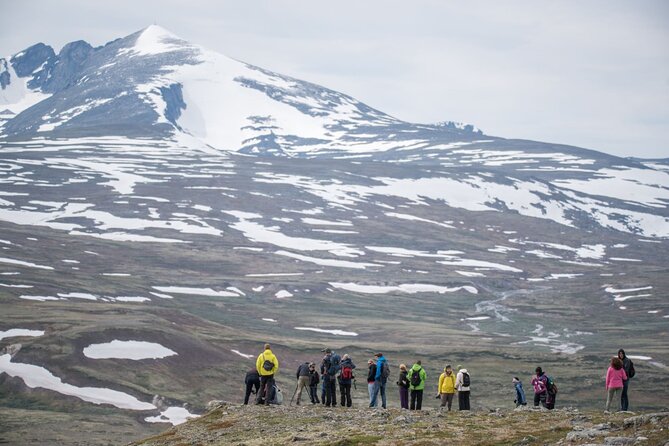 Musk Ox Safari in Dovrefjell National Park From Oppdal - Booking Information & Pricing