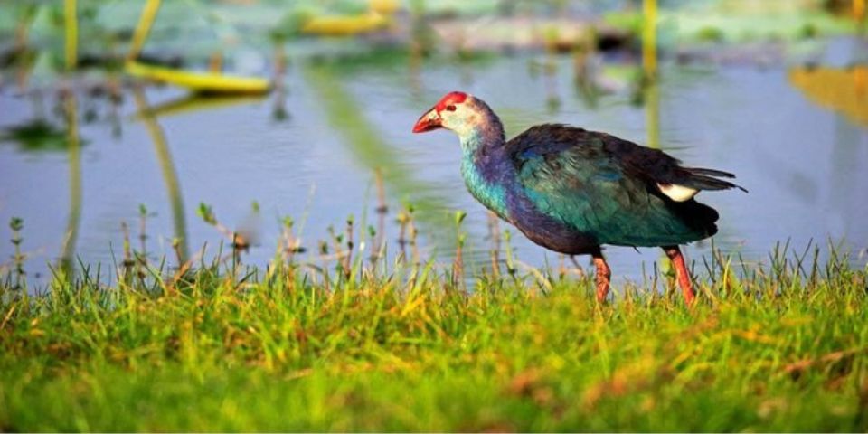 Muthurajawela: Wetland Bird Watching Tour From Colombo! - Transportation Information