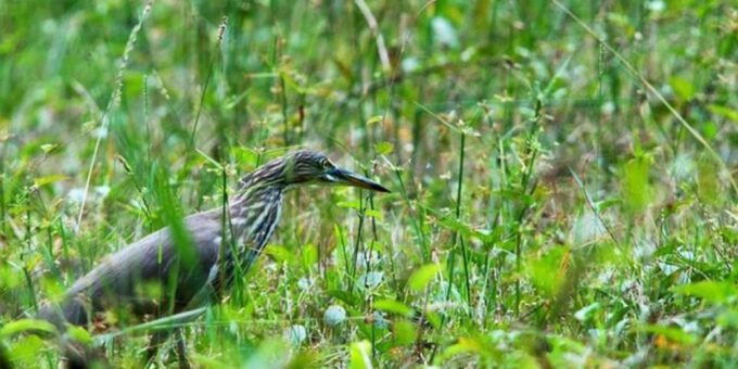 Muthurajawela Wetland: Birdwatching Expedition by Boat - Wetland Conservation Importance