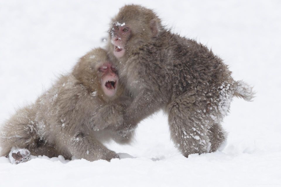 Nagano: Private Transfer Between Station & Snow Monkey Park - Professional Driver Services