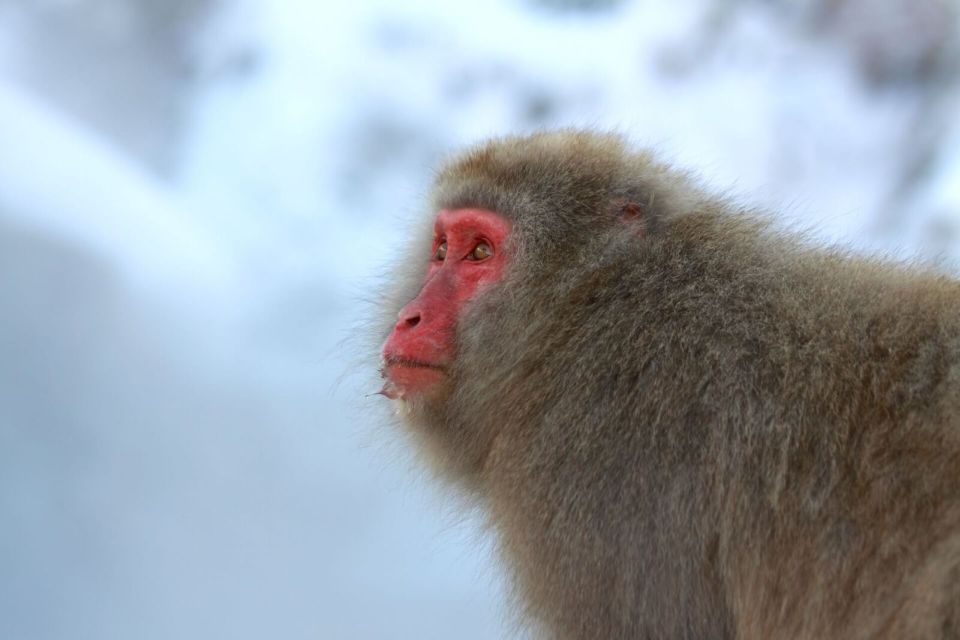 Nagano: Snow Monkeys, Zenkoji Temple & Sake Day Trip - Reviews From Satisfied Customers