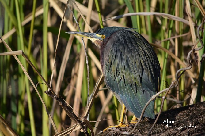 Naples Small-Group Half-Day Everglades Kayak Tour (Mar ) - Language Barrier Solutions and Continuous Improvement