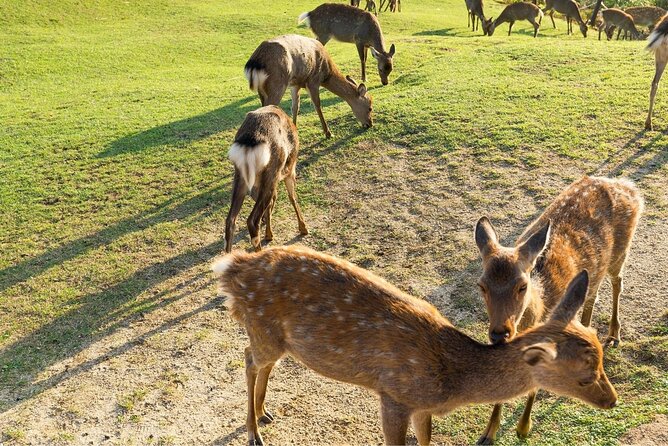 Nara Day Trip From Kyoto With a Local: Private & Personalized - Memorable Sightseeing Spots