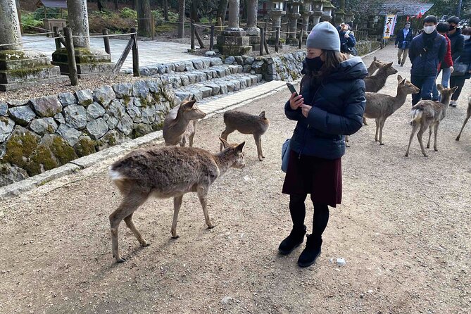 Nara Full-Day Private Tour With Government-Licensed Guide - Guest Reviews and Feedback