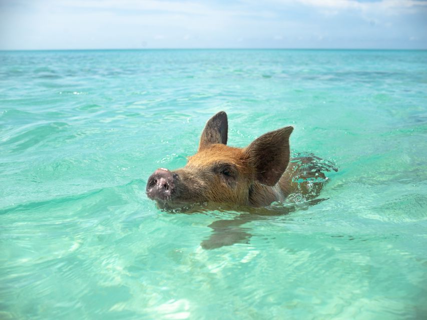 Nassau: Rose Island Swimming Pigs Morning Tour - Booking Information