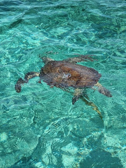Nassau: Rose Island Swimming Pigs & Turtles Snorkeling Tour - Reservation Info