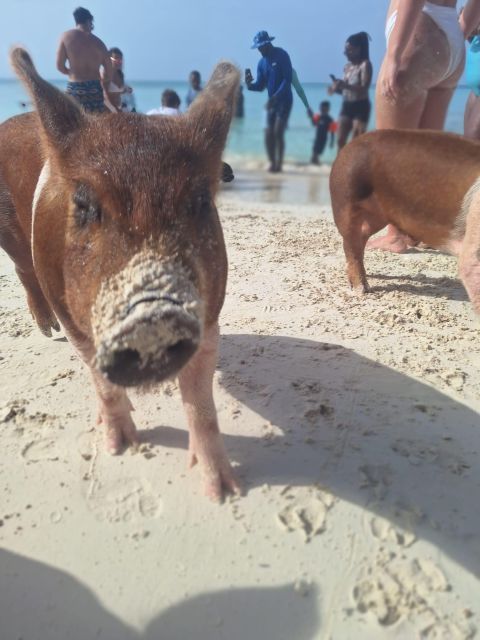 Nassau: Snorkel W/ Turtles, Feed Pigs, Lunch at Beach Club - Pig Feeding Excursion