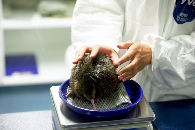 National Kiwi Hatchery - Kiwi Encounter Tour - Viator Booking Details