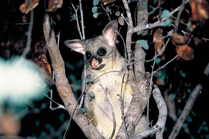 Natural Bridge Glow Worm Night Tour From Gold Coast - Customer Reviews