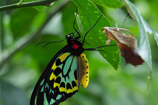 Nature Photography Guided Walks: Cairns (Mar ) - Reviews and Booking Details