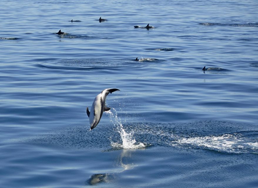 Nautical Tour With Dolphin Search in Puerto Madryn - Golfo Nuevo Exploration and Historical Sites