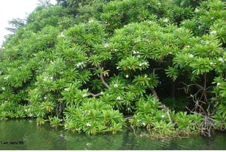Negombo: Muthurajawela Wetland & Dutch Canal Boat Adventure - Important Information