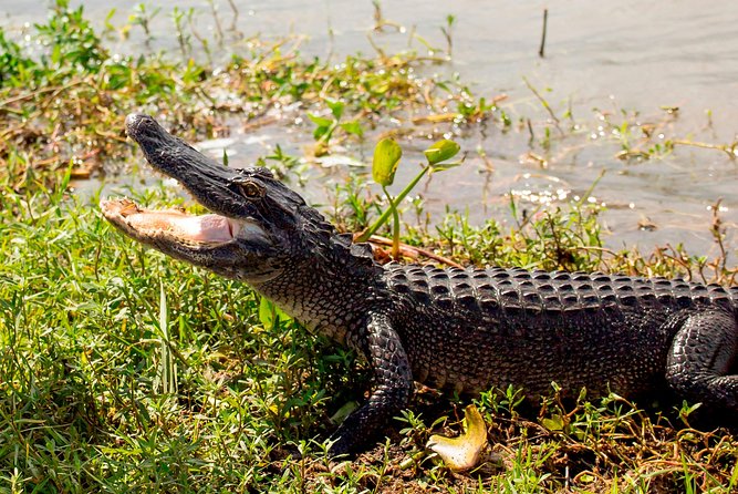 New Orleans Swamp and Bayou Sightseeing Tour With Transportation - Departure Point and Attire Recommendations