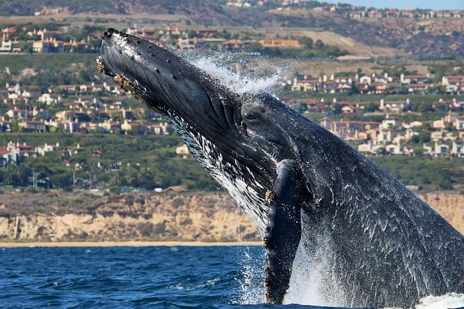 Newport Beach Whale and Dolphin Watching Cruise - General Information and Viator Operations