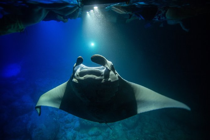 Night Manta Ray Experience - Safety Measures