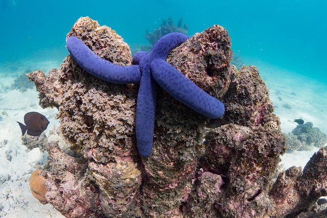 Ningaloo Reef Snorkel and Wildlife Adventure - Marine Life Encounters