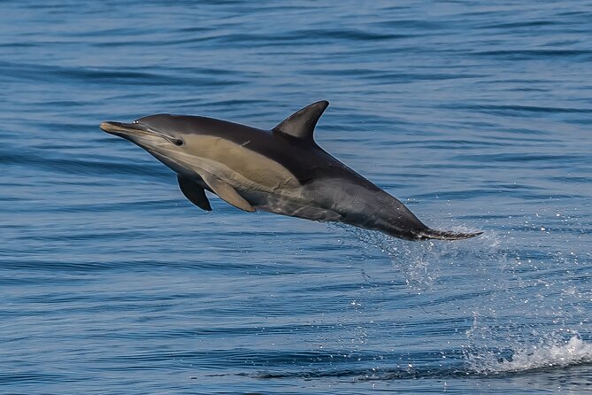 Noosa National Park & Wild Dolphin Safari - Participant Expectations