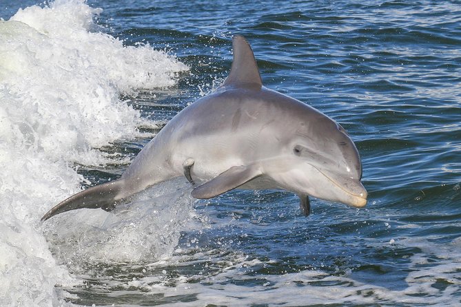 Noosa Small-Group Dolphin-Watching Tour (Mar ) - Traveler Reviews