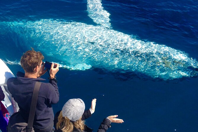 Noosa Whale Watching - Guide Expertise