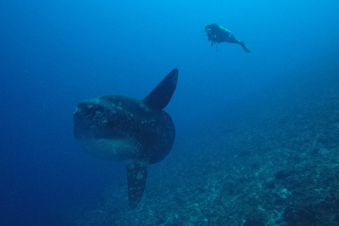Nusa Penida Day Trip for 3 Dives - Last Words