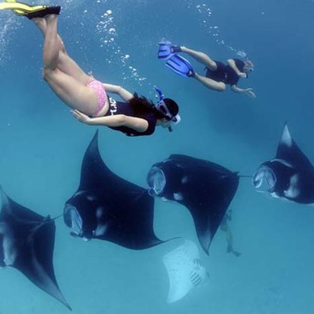 Nusa Penida: Snorkeling at 4 Spots by Speedboat With Guide - Encountering Marine Life at Crystal Bay